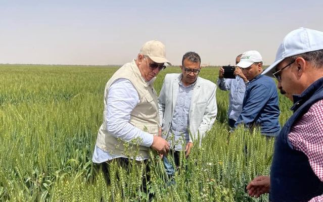 وزير الزراعة يتفقد حقول القمح بأسوان