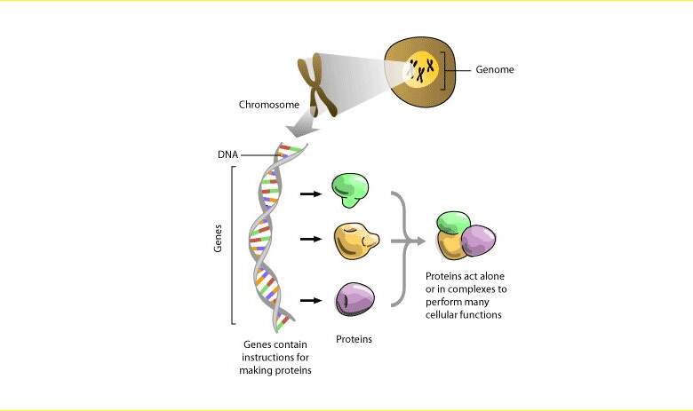 تحديد التسلسل الجيني للجينوم البشري كاملا