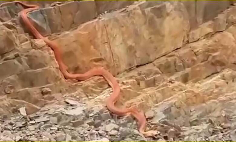 الثعابين في السعودية