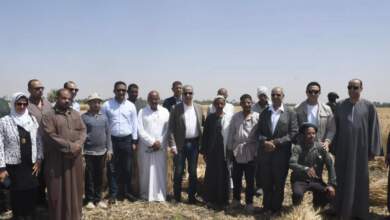 محافظ الفيوم يتفقد أعمال حصاد القمح بقرية كفور النيل