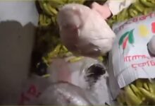 المخدرات المضبوطة