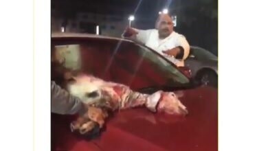 تلطيخ السيارة الجديدة بدم ذبيحة